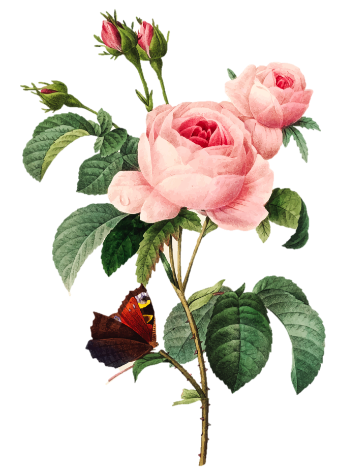 Amélioration des fleurs à identifier dans escape game lafeuillade